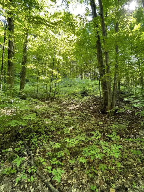 Tower Road, Vanderbilt, MI 49795 photo 11