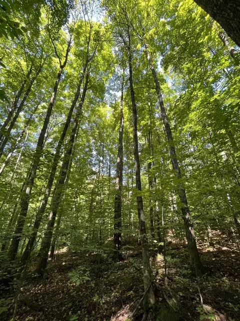 Tower Road, Vanderbilt, MI 49795 photo 15