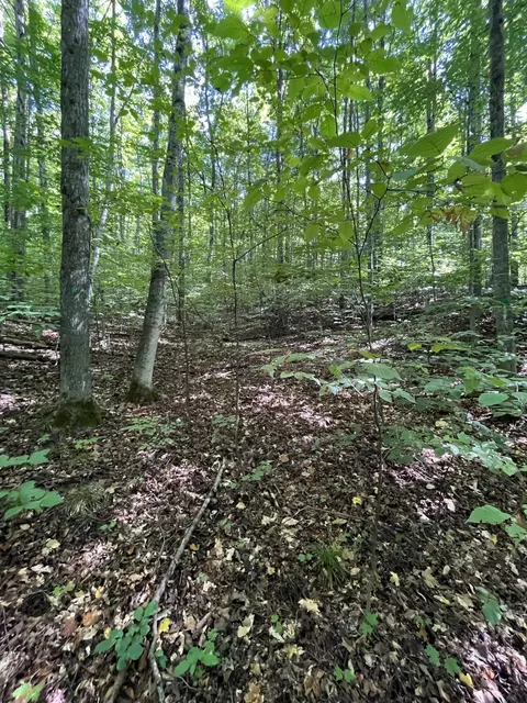 Tower Road, Vanderbilt, MI 49795 photo 6