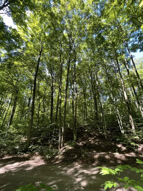 Tower Road, Vanderbilt, MI 49795 photo 14