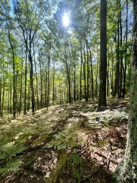 3675 Nasser Road Fairview Mi 48621 Rd, Fairview, MI 48621 photo 42