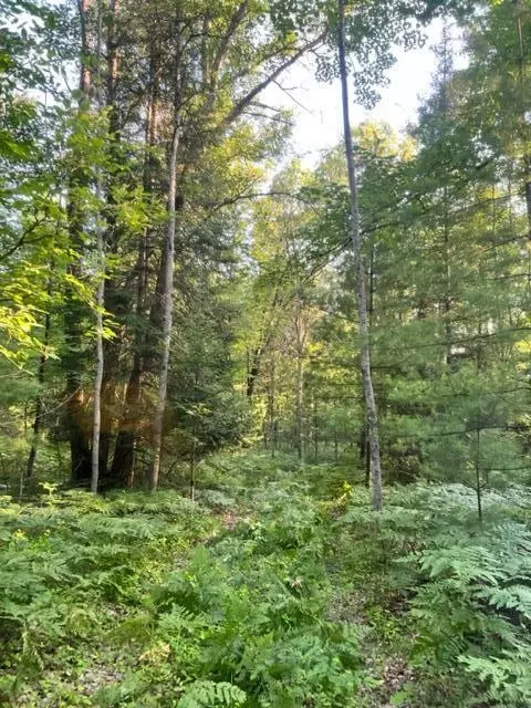 3675 Nasser Road Fairview Mi 48621 Rd, Fairview, MI 48621 photo 66