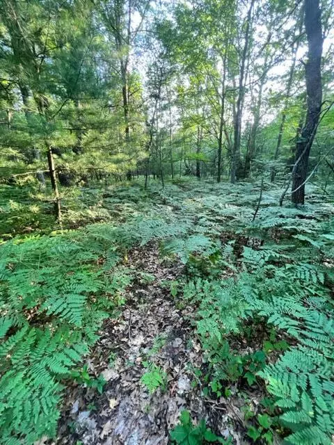 3675 Nasser Road Fairview Mi 48621 Rd, Fairview, MI 48621 photo 68