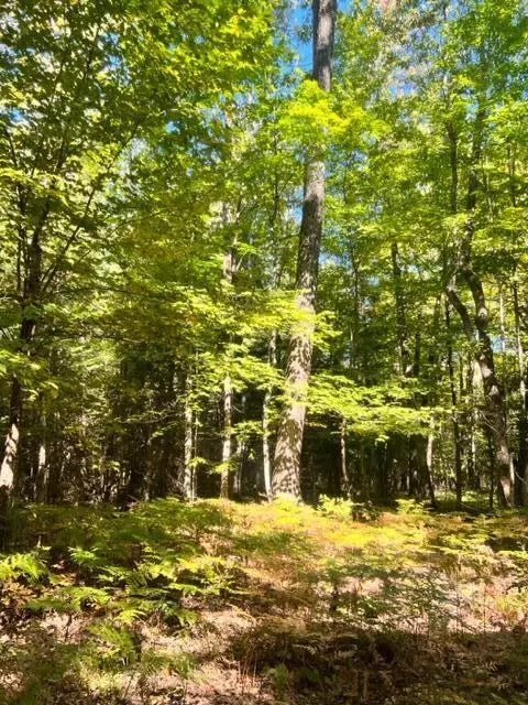 3675 Nasser Road Fairview Mi 48621 Rd, Fairview, MI 48621 photo 54