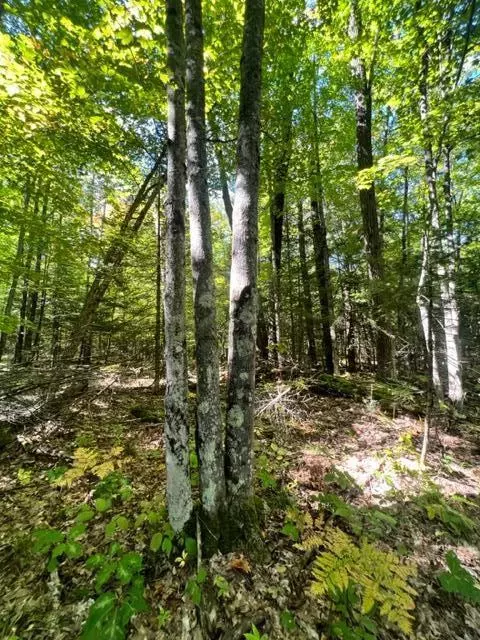 3675 Nasser Road Fairview Mi 48621 Rd, Fairview, MI 48621 photo 56