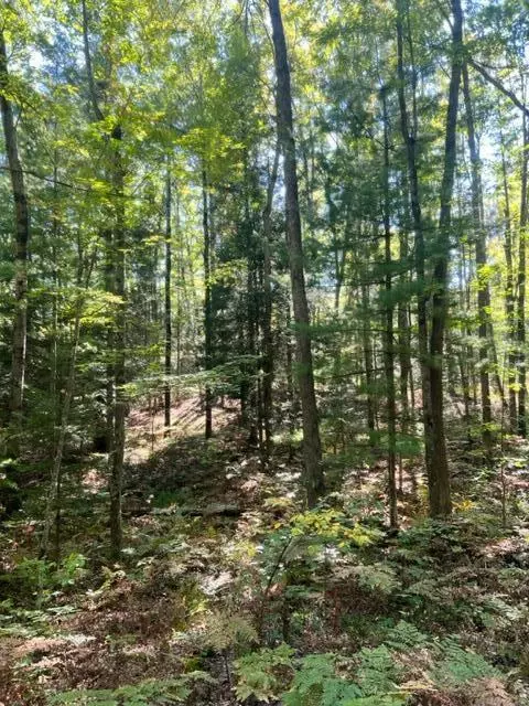 3675 Nasser Road Fairview Mi 48621 Rd, Fairview, MI 48621 photo 48