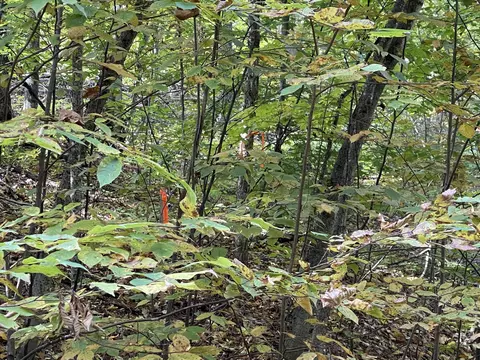 Jo-ca Lane, Vanderbilt, MI 49795 photo 3