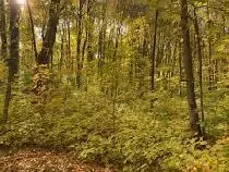 Coyote Trail, Frederic, MI 49733 photo 4