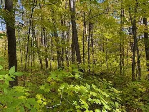 Coyote Trail, Frederic, MI 49733 photo 6