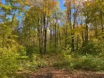Coyote Trail, Frederic, MI 49733 photo 5