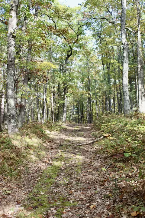 2392 Chipmunk Trail Grayling Mi 49738 Trl, Grayling, MI 49738 photo 27