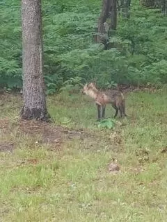 2392 Chipmunk Trail Grayling Mi 49738 Trl, Grayling, MI 49738 photo 44
