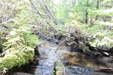 Scott Trail, Wolverine, MI 49799 photo 14