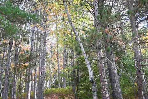 Scott Trail, Wolverine, MI 49799 photo 22
