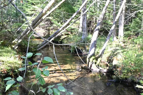 Scott Trail, Wolverine, MI 49799 photo 18