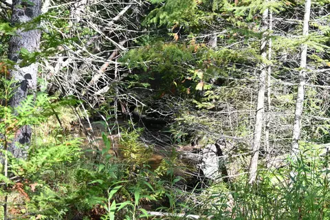Scott Trail, Wolverine, MI 49799 photo 19