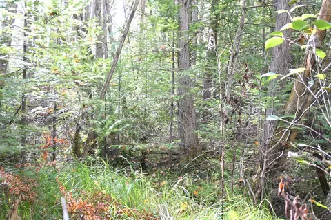 Scott Trail, Wolverine, MI 49799 photo 16