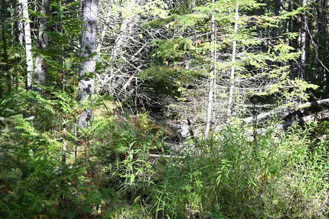 Scott Trail, Wolverine, MI 49799 photo 17