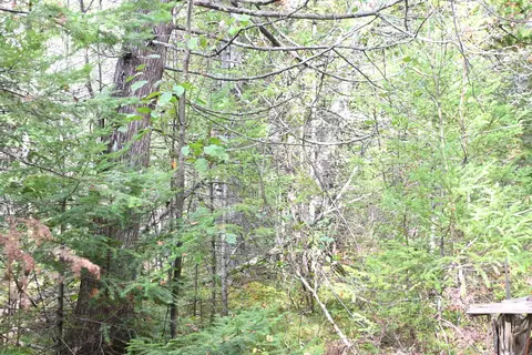 Scott Trail, Wolverine, MI 49799 photo 20
