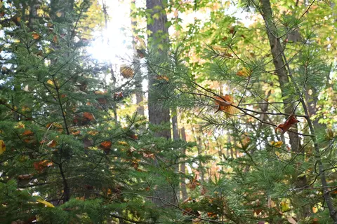 Scott Trail, Wolverine, MI 49799 photo 25
