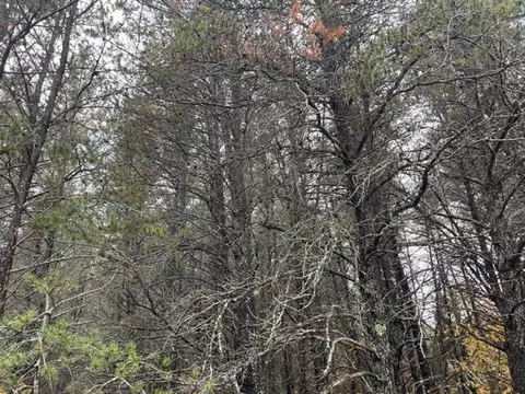 lot40 Memory Lane Roscommon Mi 48653 Ln, Roscommon, MI 48653