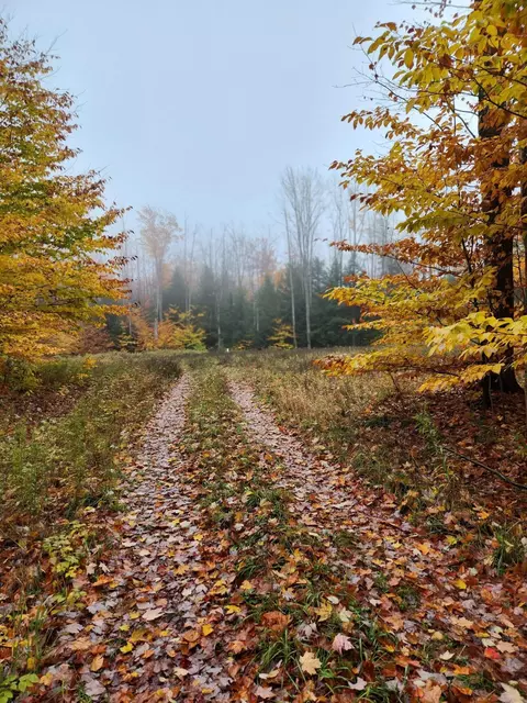 Murner Road, Gaylord, MI 49735