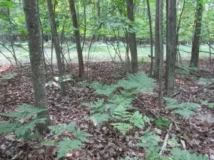 garfield boulevard LOT S 12-16 & 35-38, Roscommon, MI 48653