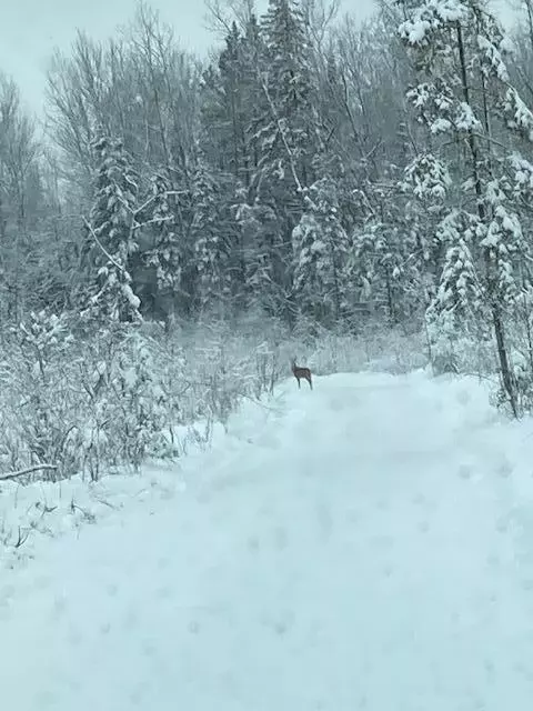 Muskrat Road, Rogers City, MI 49779