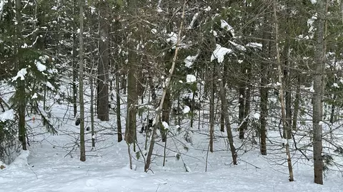 Emory Lane, Ossineke, MI 49766