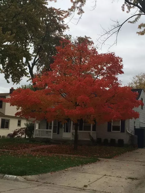 3848 Robina Avenue Berkley Mi 48072 Ave, Berkley, MI 48072
