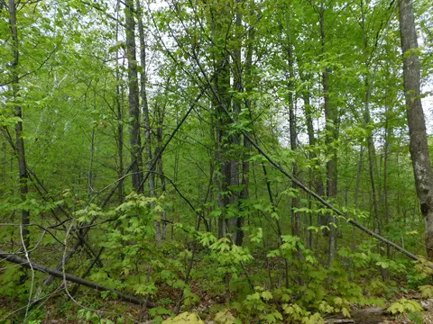 8622 Northland Drive Frederic Mi 49733 Dr, Frederic, MI 49733 photo 3