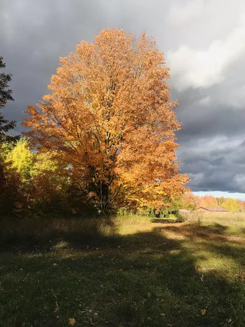 View/Area - 14772 Elk Trail Rd, Wolverine, MI 49799 photo 5 of 5