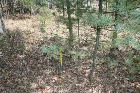 5 Acres Bayer Road Roscommon Mi 48653 Rd, Roscommon, MI 48653 photo 8