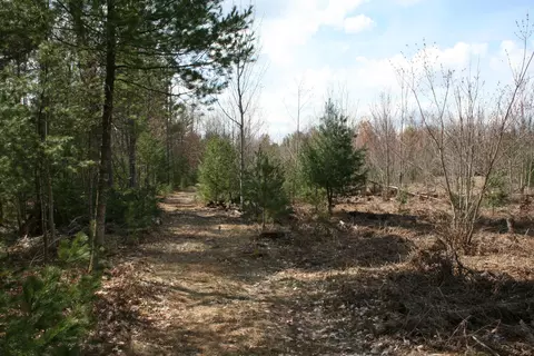 5 Acres Bayer Road Roscommon Mi 48653 Rd, Roscommon, MI 48653 photo 9