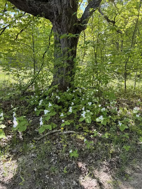 Ashley Road, Vanderbilt, MI 49795 photo 4