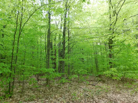 Buck Trail, Frederic, MI 49733 photo 39
