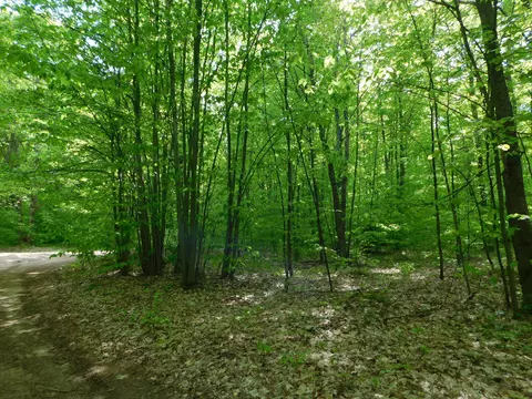 Buck Trail, Frederic, MI 49733 photo 37