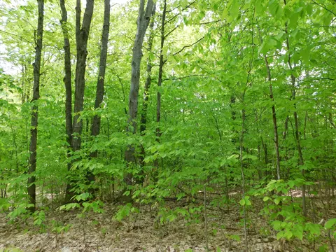 Buck Trail, Frederic, MI 49733 photo 6