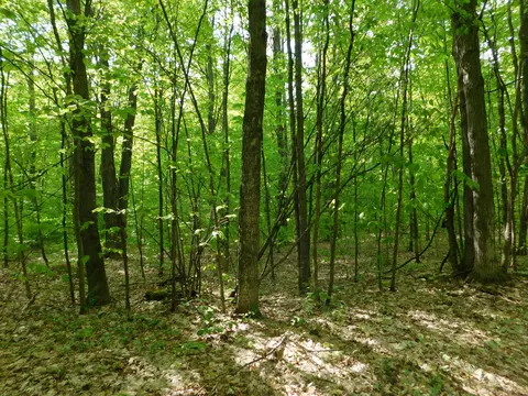 Buck Trail, Frederic, MI 49733 photo 38
