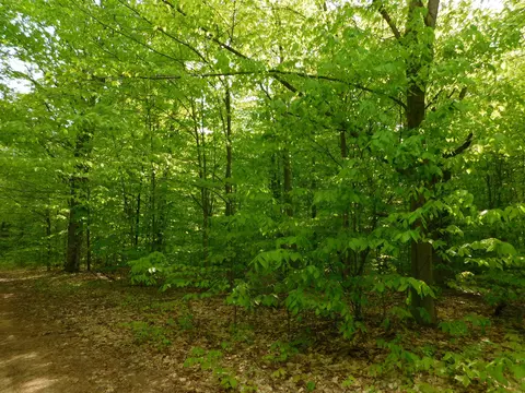 Buck Trail, Frederic, MI 49733 photo 36