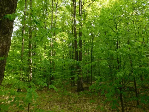 Buck Trail, Frederic, MI 49733 photo 32