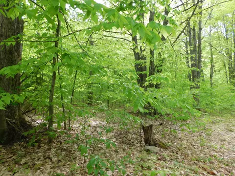 Buck Trail, Frederic, MI 49733 photo 3