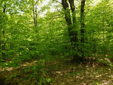 Buck Trail, Frederic, MI 49733 photo 35