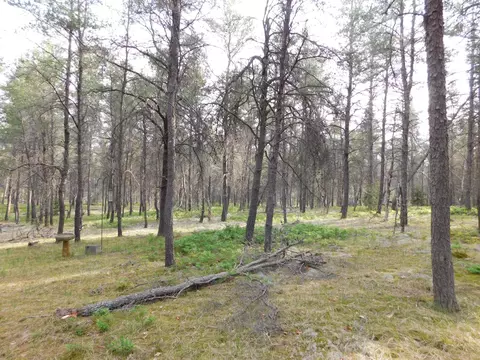 Exterior - 21 E Timber Trl, Grayling, MI 49738 photo 7 of 12