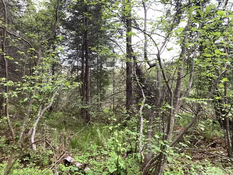 Walker Road, Moran, MI 49760 photo 24