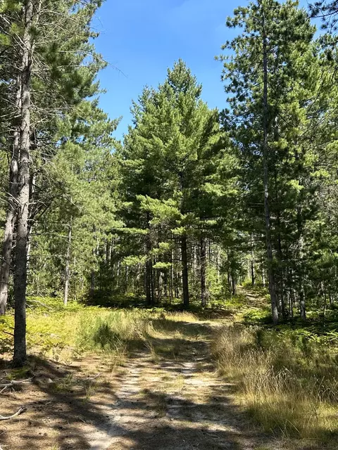 Old Vanderbilt Road, Vanderbilt, MI 49795 photo 3