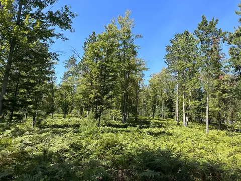 Old Vanderbilt Road, Vanderbilt, MI 49795 photo 4