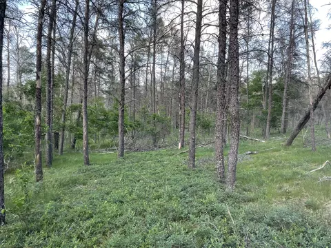 Parma Road, Grayling, MI 49738 photo 10