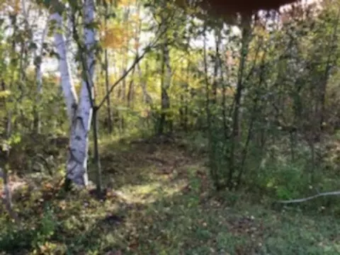 Kitter Road, Ossineke, MI 49766