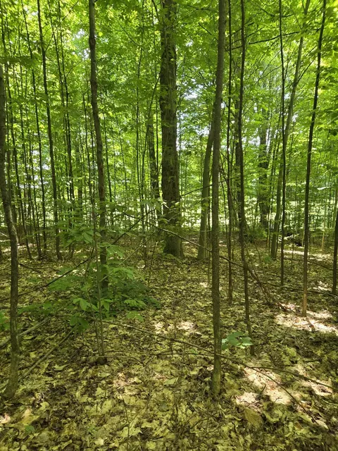 24 Cubs Way Vanderbilt Mi 49795, Vanderbilt, MI 49795 photo 6